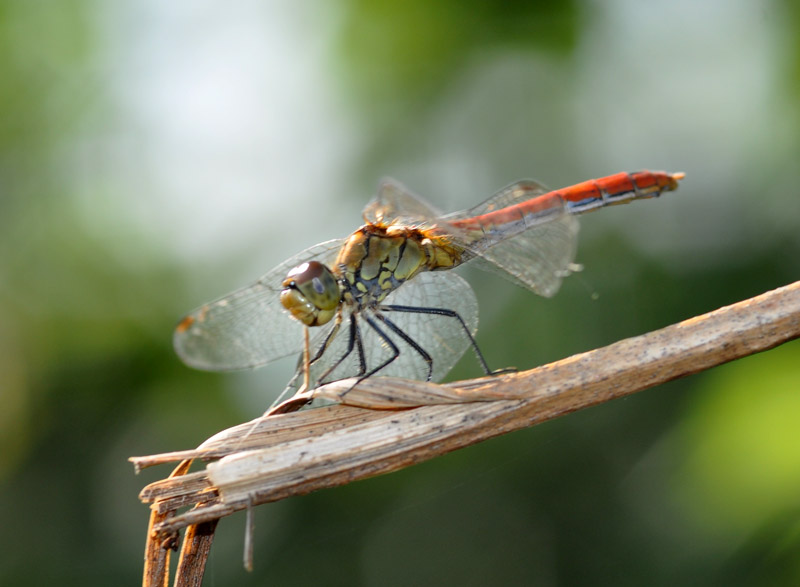 Libellula da identificare 3